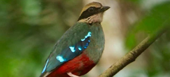 bird watching kibale national forest park