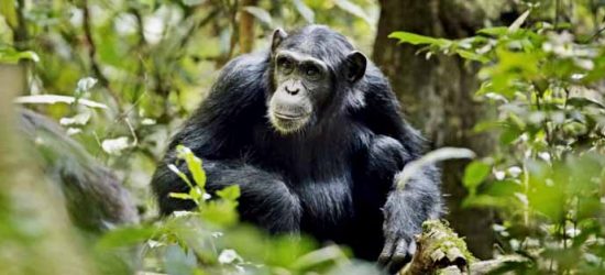 chimpanzee-trekking-kibale-national-park